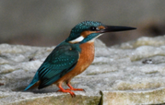 鸟类有哪些名字（常见鸟类100种）