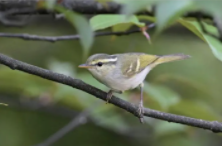 鸟类有哪些动物（脊椎动物鸟类有哪些动物）