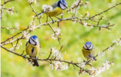 鸟类有哪些特征（鸟类有哪些特征显示了对飞翔的适应）