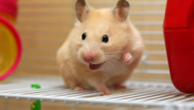 仓鼠吃米饭吗（仓鼠吃生米还是熟米）