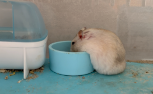 仓鼠一般养多久认主人（仓鼠一般养多久认主人有细菌吗）