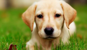 拉布拉多寻回犬多少钱（拉布拉多寻回犬优缺点）