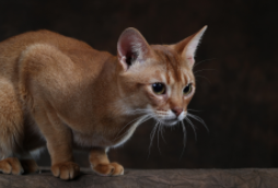 阿比猫价格多少钱一只（阿比猫价格多少钱一只幼崽）