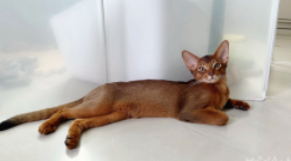 阿比西尼亚多大认主人（阿比西尼亚 体型）