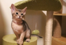 阿比西尼亚猫容易出现的问题（阿比西尼亚猫适合新手养吗）