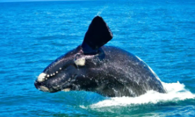 鲸鱼是鱼类吗（鲸鱼是鱼类吗?为什么）