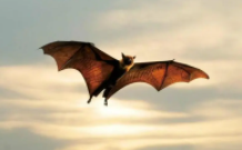 蝙蝠是鸟类吗教案（蝙蝠是不是鸟类教案）