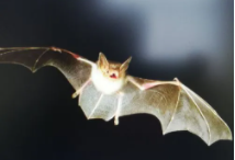 蝙蝠是鸟类吗大班 科学教案（蝙蝠属于鸟类吗,为什么）