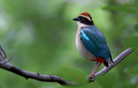 鸟类有哪些鸟（鸟类品种大全有哪些）