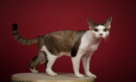 德文卷毛猫怎么辨别（德文卷毛猫什么品相好）