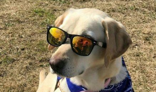 纯种拉布拉多犬怎么样（正宗拉布拉多犬好吗）