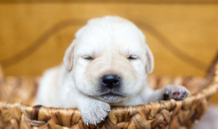 纯种拉布拉多犬特征（拉布拉多真假区别是什么）