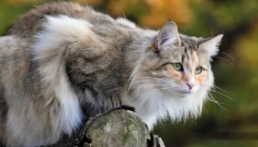 挪威森林猫百科（挪威森林猫是宠物猫吗）