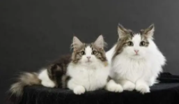 西伯利亚森林猫和挪威森林猫区别（西伯利亚挪威森林兔猫）