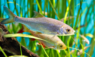 鱼类有哪些共同特点（鱼类有哪些共同的特征）