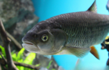 鱼类有哪些?（鱼类有哪些种类）