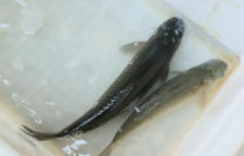 鱼类有哪些鱼（鱼类有哪些鱼类）