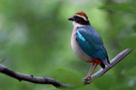 鸟类有哪些种类（鸟类有哪些种类大全）