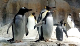 企鹅蝙蝠是鸟类吗（企鹅蝙蝠是鸟类吗图片）