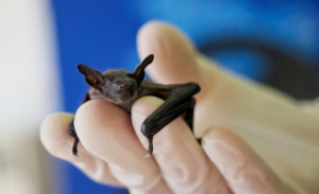 蝙蝠是鸟类吗教案（蝙蝠是不是鸟类教案）