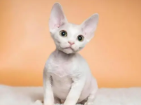 德文猫大概多少一只（养德文猫的禁忌）