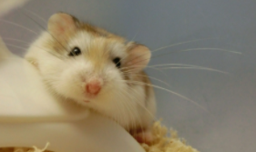 仓鼠相当于几岁智商（颜值最高的4只仓鼠）