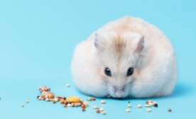 仓鼠喂养注意事项（养仓鼠喂食）