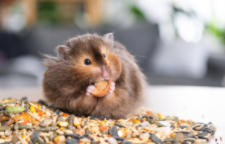 仓鼠会认主人吗（仓鼠会认主人吗仓鼠饲养八大禁忌）