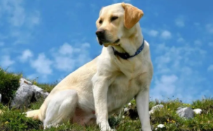 拉布拉多猎犬怎么样（拉布拉多猎犬）