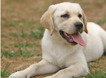 拉布拉多猎犬价格（拉布拉多猎犬的寿命）