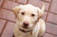 拉布拉多猎犬和拉布拉多有什么区别（拉布拉多猎犬与纯种拉布拉多）