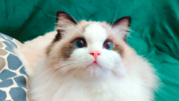 小猫的特点和外貌描写（小狗的特点和外貌描写什么内容）