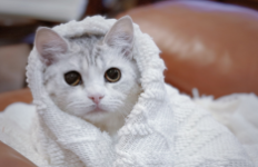 小猫的特点是什么（小猫的特点是什么具体写）