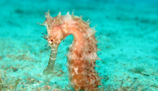 海马是鱼类吗（海马是鱼类吗是哺乳动物吗）