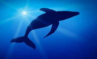 鲸鱼是鱼类吗（鲸鱼是鱼类吗为什么用科学课本上的内容来回答）