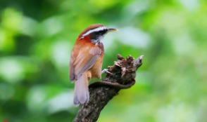 鸟类有哪些常见的（鸟类有哪一些）