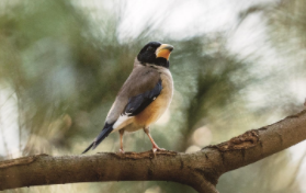 鸟类有哪些科（鸟类有哪些科目类别）