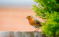 鸟类有哪些形态特征适应飞行生活（鸟类有哪些形态特征适应飞行生活的）