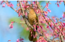 鸟类有哪些特征适于飞行（鸟类有许多适合飞行的特点比如什么）