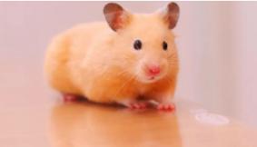 仓鼠要喝水吗（仓鼠要喝水吗?怎么喝）