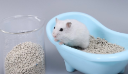 小仓鼠该怎么喂水（小仓鼠怎么喂水）