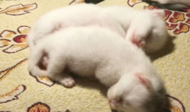 小猫的特点描写（刚出生的小猫的特点描写）