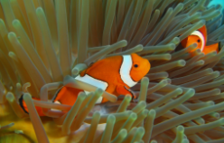 鱼类有哪些种类（鱼类有哪些种类图片）