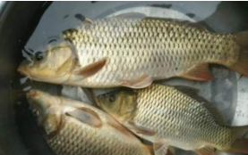 常吃的鱼类有哪些（常吃的鱼类有哪几种）