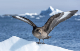 南极鸟类有多少种（南极鸟类有多少种类）