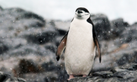 南极鸟类种类（南极鸟类种类大全）