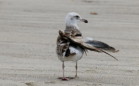 南极鸟类空中强盗（南极的一种鸟）
