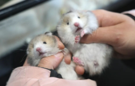 仓鼠咬了小孩手指要打针吗（仓鼠咬了手指要打针吗）