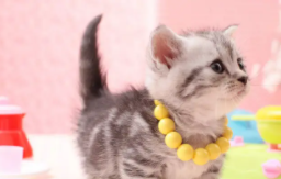 小猫的特点和外貌怎么描写（小白兔的特点和外貌描写方法）