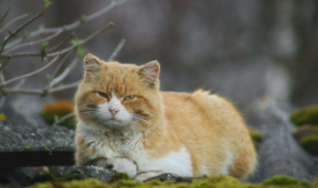 小猫的特点作文50字（小猫的特点是什么）